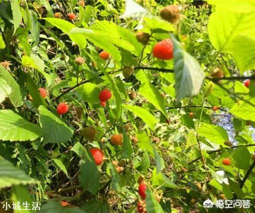 农村比较好吃的野果有什么？大概什么季节成熟？