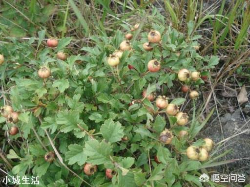 农村比较好吃的野果有什么？大概什么季节成熟？