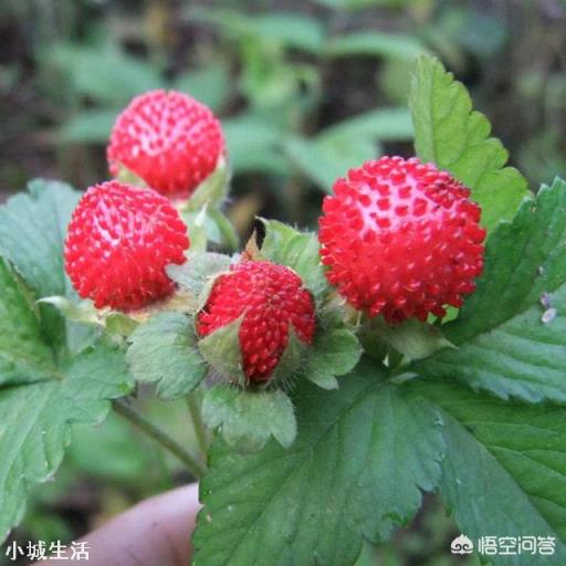 农村比较好吃的野果有什么？大概什么季节成熟？