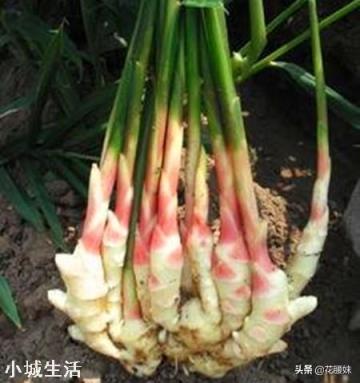 栽培时，姜芽应该朝下对吗？该注意些什么？