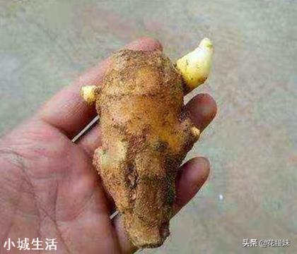 栽培时，姜芽应该朝下对吗？该注意些什么？