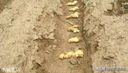 栽培时，姜芽应该朝下对吗？该注意些什么？