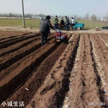 栽培时，姜芽应该朝下对吗？该注意些什么？
