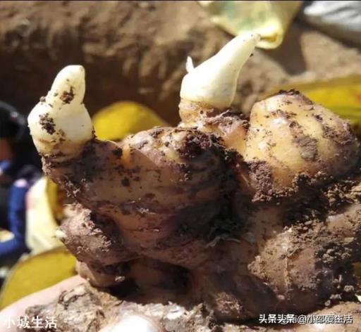 栽培时，姜芽应该朝下对吗？该注意些什么？