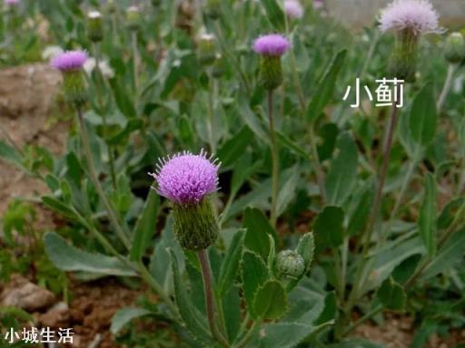 农村有一种叫刺蓟草，它有哪些功效和作用呢？