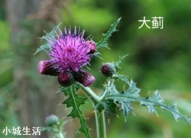 农村有一种叫刺蓟草，它有哪些功效和作用呢？