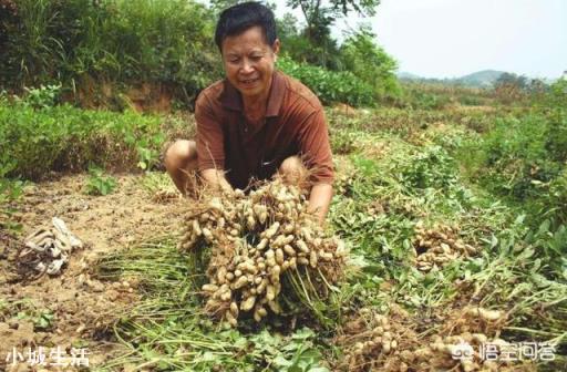 黑花生价格比较高，为什么农民不愿意种植黑花生？