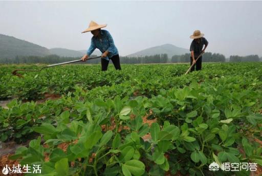 黑花生价格比较高，为什么农民不愿意种植黑花生？