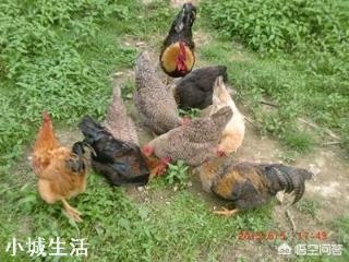 不同品种的母鸡是否可以混合饲养？