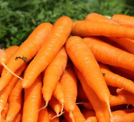 红白萝卜能一起煲汤吗