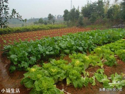 新菜地有什么方法可以培养肥力？