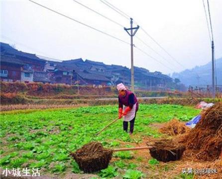 新菜地有什么方法可以培养肥力？
