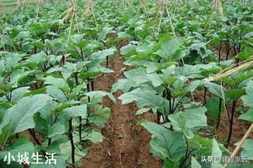 农村里栽种茄子和辣椒的方法是一样吗？如果不是的话要怎么种？