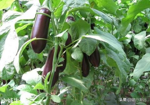农村里栽种茄子和辣椒的方法是一样吗？如果不是的话要怎么种？