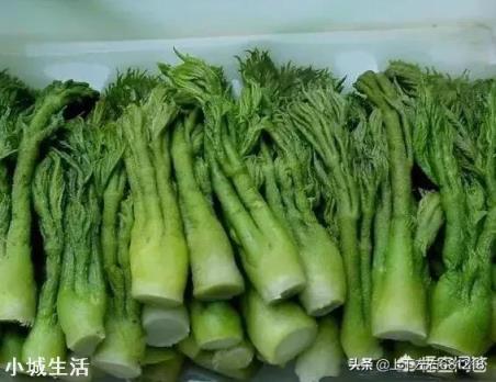人工種植的“野菜”還算是真正的野菜嗎？
