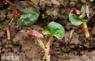 人工種植的“野菜”還算是真正的野菜嗎？