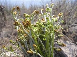 人工種植的“野菜”還算是真正的野菜嗎？