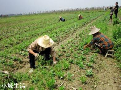 人工種植的“野菜”還算是真正的野菜嗎？