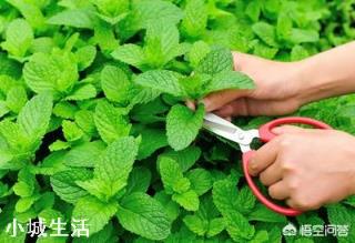 人工種植的“野菜”還算是真正的野菜嗎？