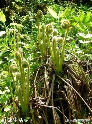 人工種植的“野菜”還算是真正的野菜嗎？