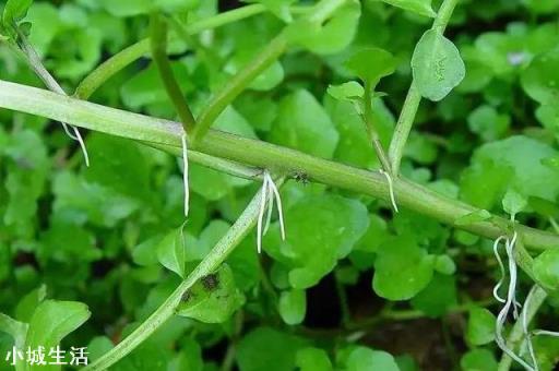 人工種植的“野菜”還算是真正的野菜嗎？