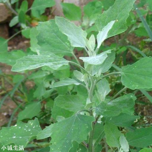 人工種植的“野菜”還算是真正的野菜嗎？