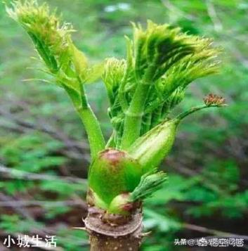 人工種植的“野菜”還算是真正的野菜嗎？