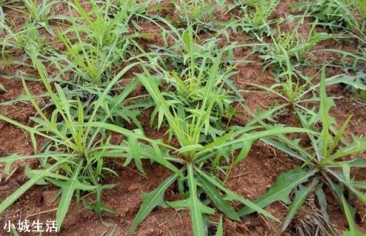 人工種植的“野菜”還算是真正的野菜嗎？