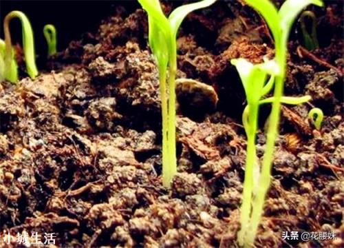 香菜大多数人爱吃，就是发芽慢，怎样才能使香菜快速发芽呢？