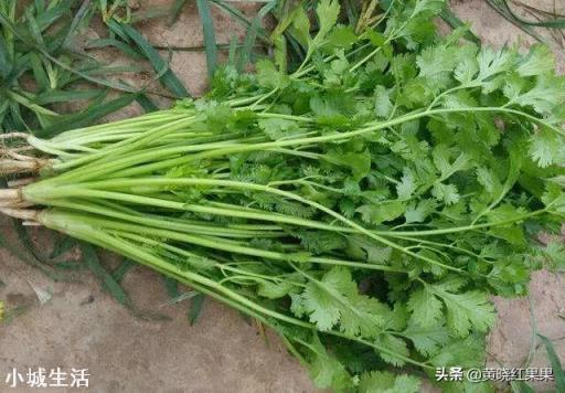 香菜大多数人爱吃,就是发芽慢,怎样才能使香菜快速发芽呢?