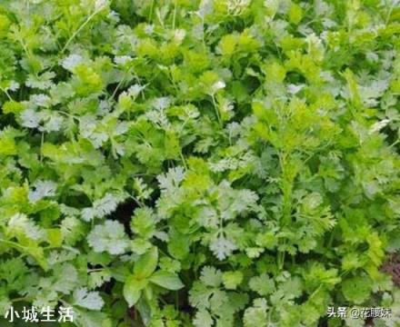 香菜大多数人爱吃，就是发芽慢，怎样才能使香菜快速发芽呢？