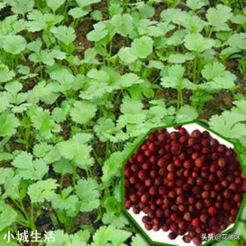 香菜大多数人爱吃，就是发芽慢，怎样才能使香菜快速发芽呢？