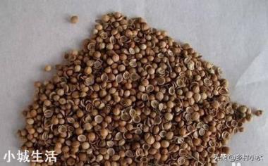 香菜大多数人爱吃,就是发芽慢,怎样才能使香菜快速发芽呢?