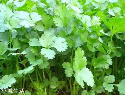 香菜大多数人爱吃,就是发芽慢,怎样才能使香菜快速发芽呢?