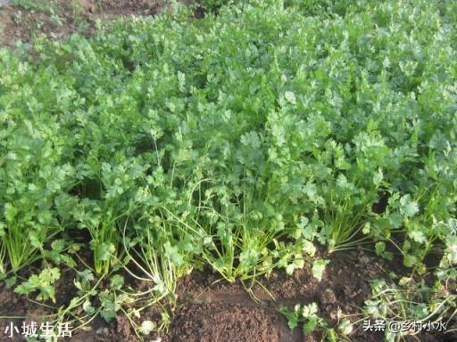 香菜大多数人爱吃,就是发芽慢,怎样才能使香菜快速发芽呢?