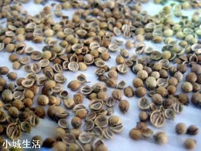 香菜大多数人爱吃,就是发芽慢,怎样才能使香菜快速发芽呢?