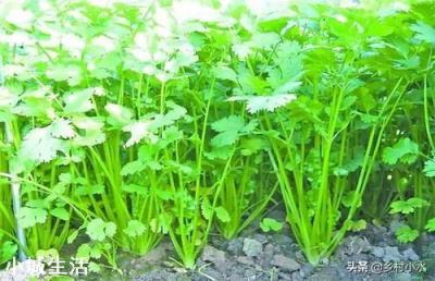 香菜大多数人爱吃,就是发芽慢,怎样才能使香菜快速发芽呢?
