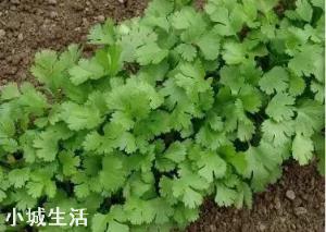 香菜大多数人爱吃,就是发芽慢,怎样才能使香菜快速发芽呢?