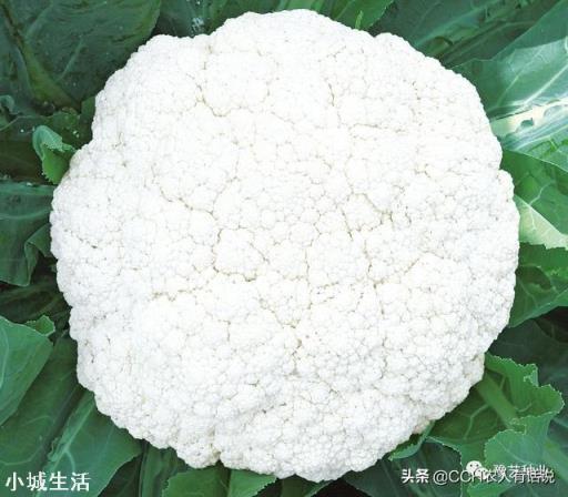 为什么现在一些蔬菜种子标有“不得留种”的字样?