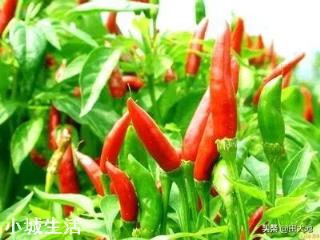为什么现在一些蔬菜种子标有“不得留种”的字样?