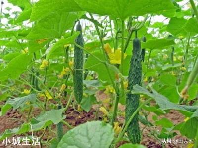 为什么现在一些蔬菜种子标有“不得留种”的字样?