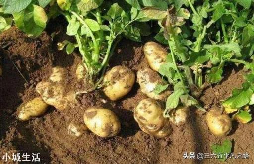 土豆种植白色膜好还是黑色膜好?为什么?