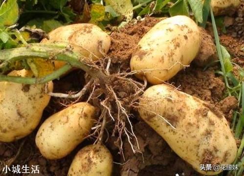 土豆种植白色膜好还是黑色膜好?为什么?