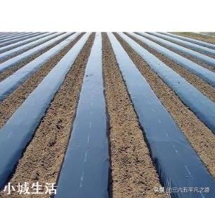 土豆种植白色膜好还是黑色膜好?为什么?