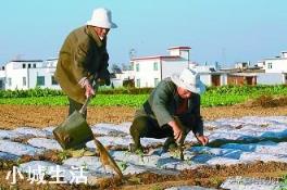 用粪水浇菜后，多久可以食用？