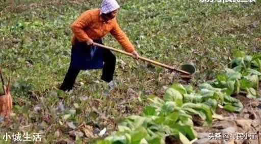 用粪水浇菜后，多久可以食用？