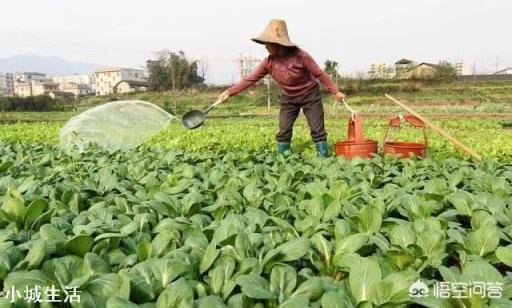 用粪水浇菜后，多久可以食用？
