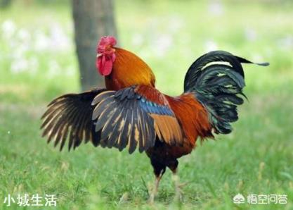 在农村，很多公鸡会被阉，被阉之后你知道有哪些好处吗？