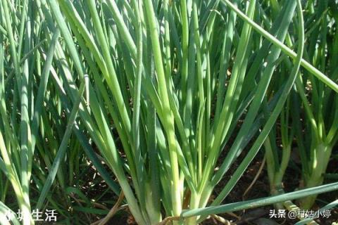 如何防止大葱葱白短,细,空?