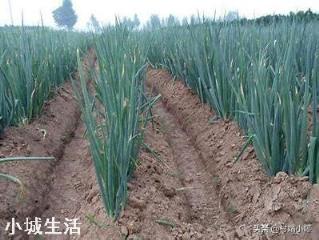 如何防止大葱葱白短,细,空?